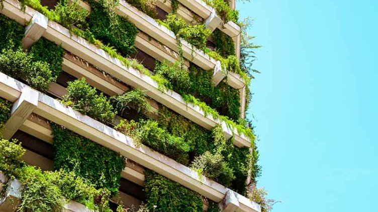 Plants on the building